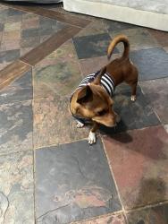 Shelter Stray Male Dog last seen OYNX AND MEDINA BASE RD, 4710 TX-151, San Antonio, TX 78227, USA