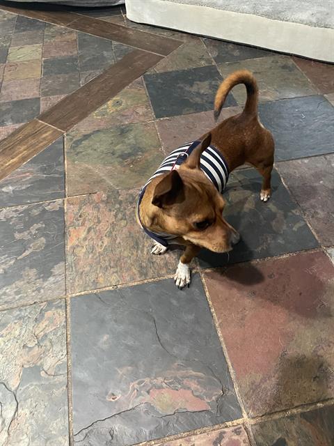 Shelter Stray Male Dog last seen OYNX AND MEDINA BASE RD, 4710 TX-151, San Antonio, TX 78227, USA
