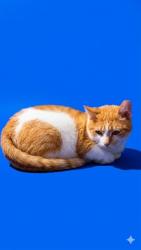 Shelter Stray Female Cat last seen ATLANTIC BLVD, 2020 Forest St, Jacksonville, FL 32204, USA
