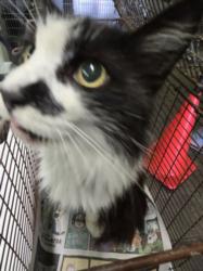 Shelter Stray Female Cat last seen , 1850 W 60th St, Los Angeles, CA 90047, USA