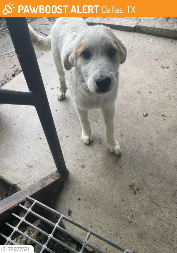 Found/Stray Unknown Dog last seen Garden Grove Dr, Dallas, TX 75253
