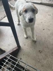 Found/Stray Unknown Dog last seen Garden Grove Dr, Dallas, TX 75253