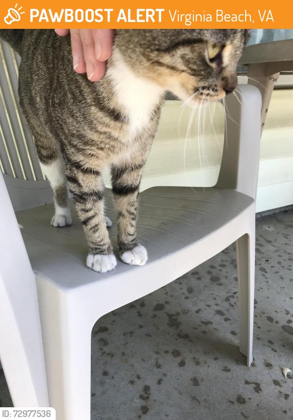 Found/Stray Male Cat last seen Hudgins Drive, Virginia Beach, VA 23455, Virginia Beach, VA 23455