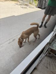 Reunited Unknown Dog last seen Near Lake Burkett Dr, Orlando, FL 32817, USA, Orlando, FL 32817
