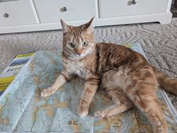Reunited Female Cat last seen Near 33 ave ne, Calgary, AB T2E 2H8