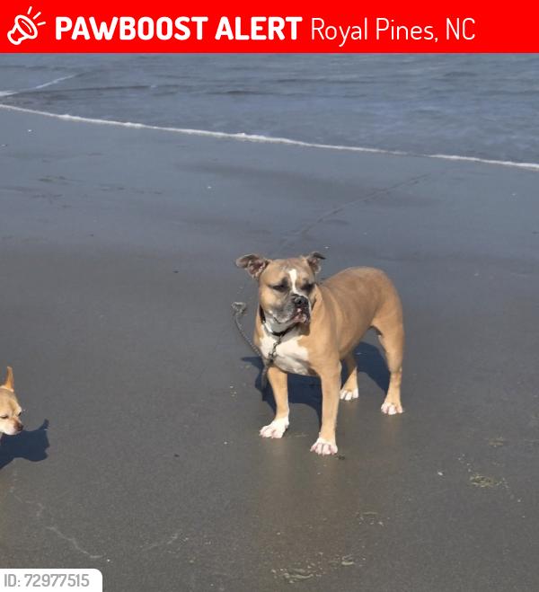 Lost Female Dog last seen Sweeten Creek and Christ School, Royal Pines, NC 28704