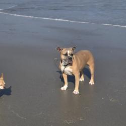 Lost Female Dog last seen Sweeten Creek and Christ School, Royal Pines, NC 28704