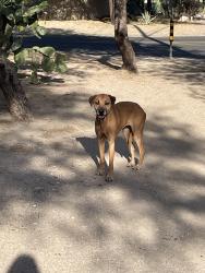 Found/Stray Female Dog last seen Swan and old fort lowell, Tucson, AZ 85712