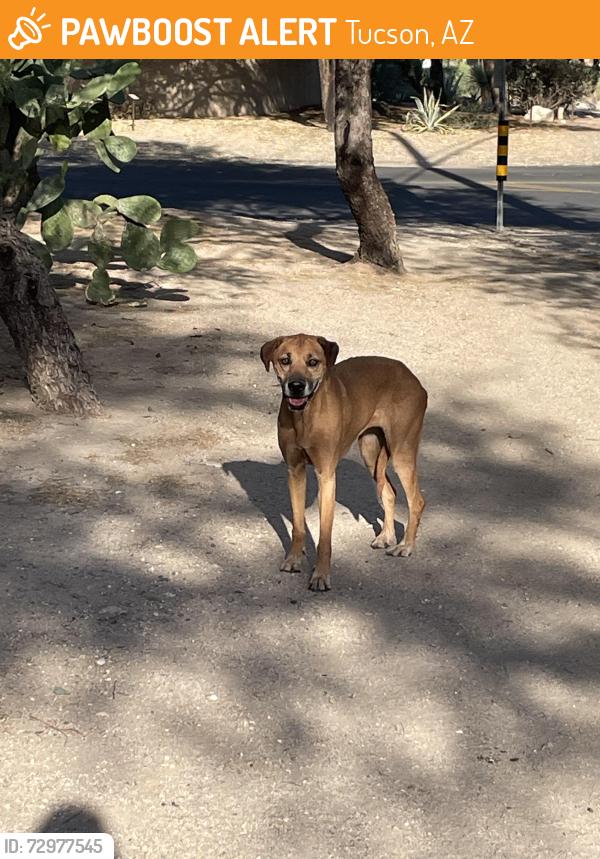 Found/Stray Female Dog last seen Swan and old fort lowell, Tucson, AZ 85712