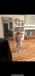 Reunited Female Dog last seen Alexander and fort apache, Las Vegas, NV 89129