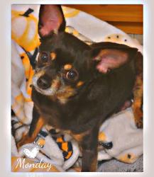 Lost Male Dog last seen 47th & Racine , Chicago, IL 60609
