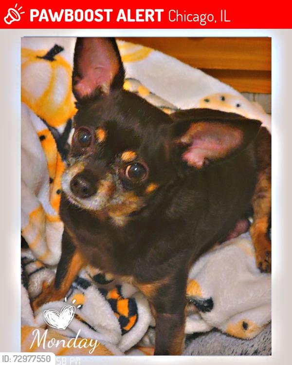 Lost Male Dog last seen 47th & Racine , Chicago, IL 60609