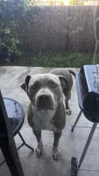 Found/Stray Female Dog last seen Ashe/ newstine, Bakersfield, CA 93309