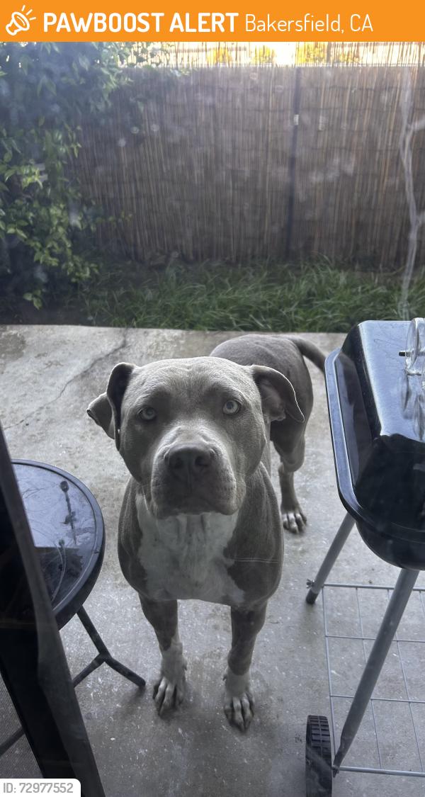 Found/Stray Female Dog last seen Ashe/ newstine, Bakersfield, CA 93309