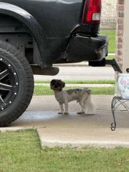 Found/Stray Male Dog last seen Near marquis dr, Bryan, TX 77803
