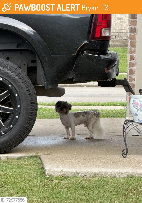 Found/Stray Male Dog last seen Near marquis dr, Bryan, TX 77803