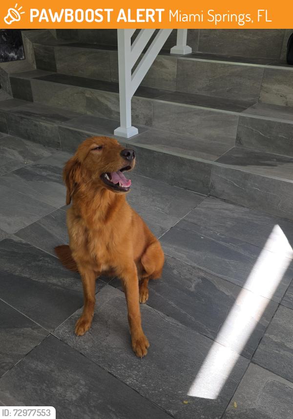 Found/Stray Female Dog last seen Miami springs , Miami Springs, FL 33166