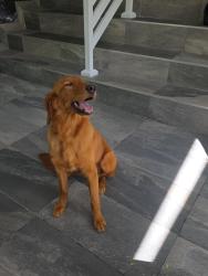 Found/Stray Female Dog last seen Miami springs , Miami Springs, FL 33166