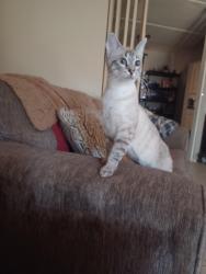 Lost Female Cat last seen Townsend Blvd near Building 13, Jacksonville, FL 32277