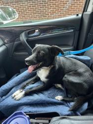 Found/Stray Male Dog last seen Hollywood, Memphis, TN 38112