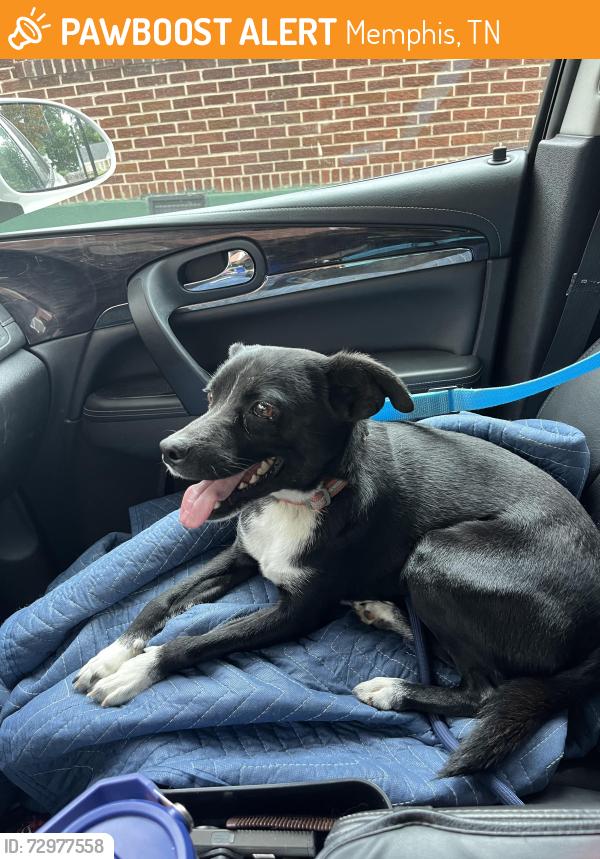 Found/Stray Male Dog last seen Hollywood, Memphis, TN 38112