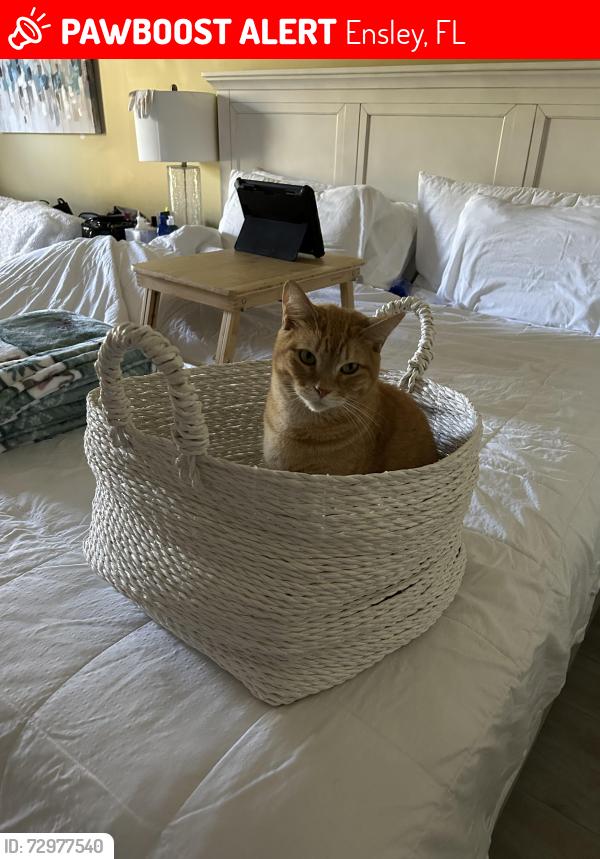 Lost Male Cat last seen Strandview Dr, Ensley, FL 32534