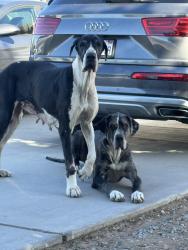 Reunited Female Dog last seen Halinor/7th , Hesperia, CA 92345