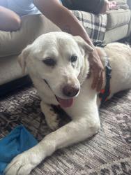 Reunited Male Dog last seen Near Harvest Glen Dr, Plano, TX 75023, USA, Plano, TX 75023