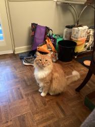 Reunited Male Cat last seen Lakemoore Colony cndmniums , Atlanta, GA 30342