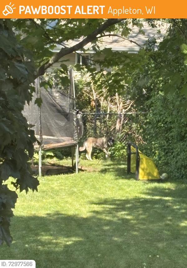Found/Stray Unknown Dog last seen Near n Peach Tree ln, Appleton, WI 54911