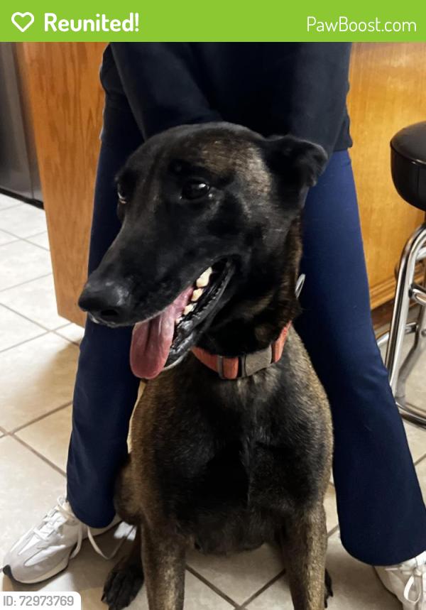 Reunited Female Dog last seen Seville street and FM 802, Brownsville, TX 78526