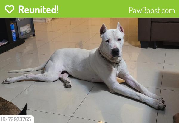 Reunited Male Dog last seen Seville Road and Fm 802, Brownsville, TX 78526