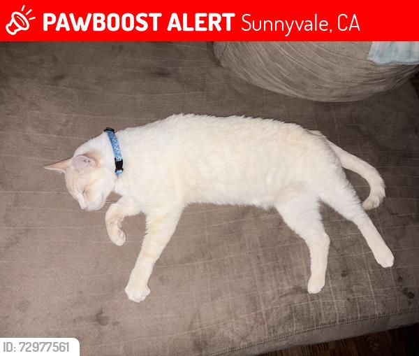 Lost Male Other last seen Ontario dr and la grande dr , Sunnyvale, CA 94087