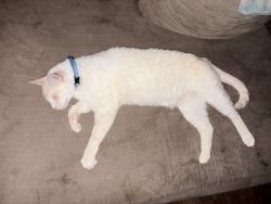 Lost Male Other last seen Ontario dr and la grande dr , Sunnyvale, CA 94087