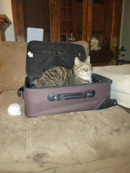Lost Male Cat last seen Kingsway Mall, Edmonton, AB T5G 2M7