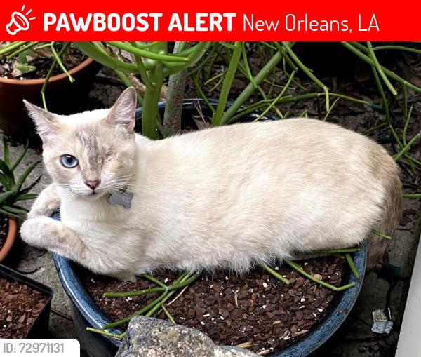 Lost Female Cat last seen St Ferdinand and Urquhart, New Orleans, LA 70117
