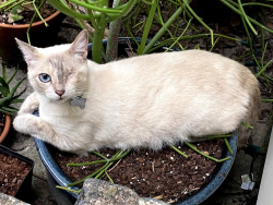 Lost Female Cat last seen St Ferdinand and Urquhart, New Orleans, LA 70117