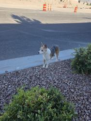 Found/Stray Female Dog last seen Patrick and cimmaron, Spring Valley, NV 89113