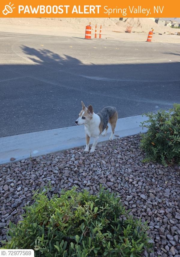 Found/Stray Female Dog last seen Patrick and cimmaron, Spring Valley, NV 89113
