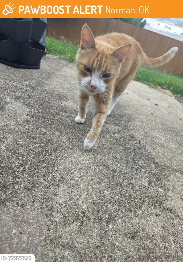 Found/Stray Unknown Cat last seen Techeseh ridge, Norman, OK 73069
