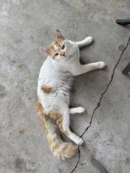 Found/Stray Male Cat last seen Verna and Esplanade Bayou St. John , New Orleans, LA 70119