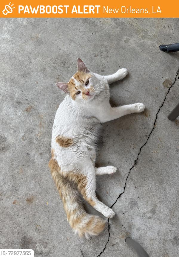 Found/Stray Male Cat last seen Verna and Esplanade Bayou St. John , New Orleans, LA 70119