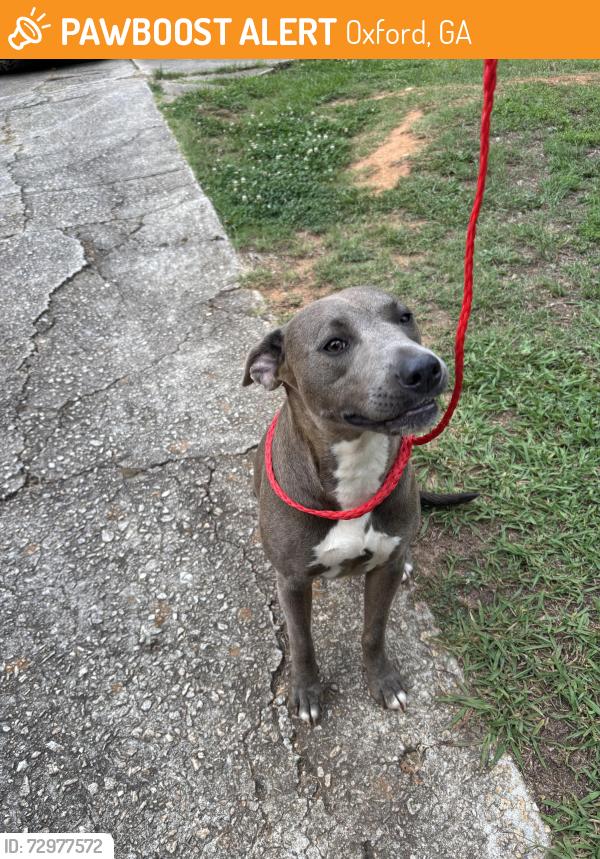 Surrendered Female Dog last seen Highway 81/Emory Way/Asbury Park, Oxford, GA 30054