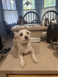 Found/Stray Female Dog last seen Hunters Lake Dr and Ceal Ln , Pasco County, FL 34654