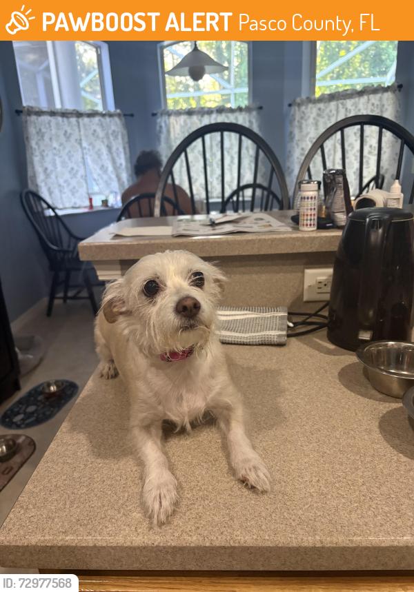 Found/Stray Female Dog last seen Hunters Lake Dr and Ceal Ln , Pasco County, FL 34654