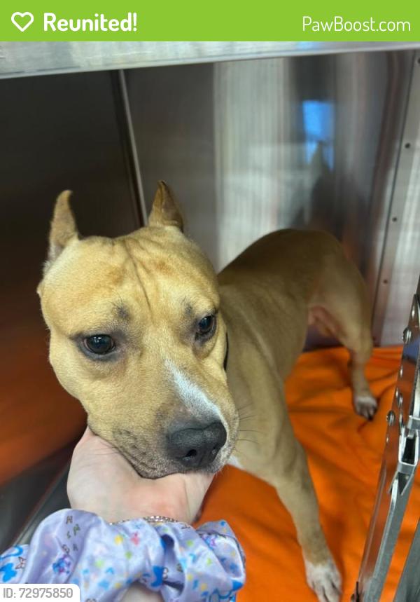 Reunited Male Dog last seen Found at Eastridge Park, Portland, OR 97236