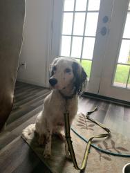 Reunited Female Dog last seen Fm 945 N and Jackson Lane, San Jacinto County, TX 77331