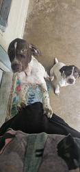 Reunited Unknown Dog last seen Near the Golf course, Fort Worth, TX 76137