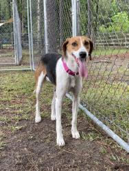 Shelter Stray Female Dog last seen Jamestown, SC 29453, North Charleston, SC 29406