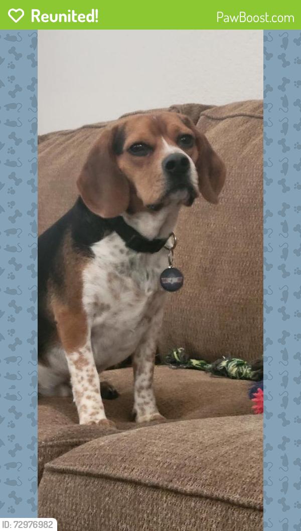 Reunited Male Dog last seen Josey and Jackson, Carrollton, TX 75006